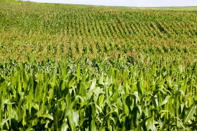 Green corn sprouts in spring or summer. corn on an agricultural field. corn grains are used both for cooking food. livestock feed