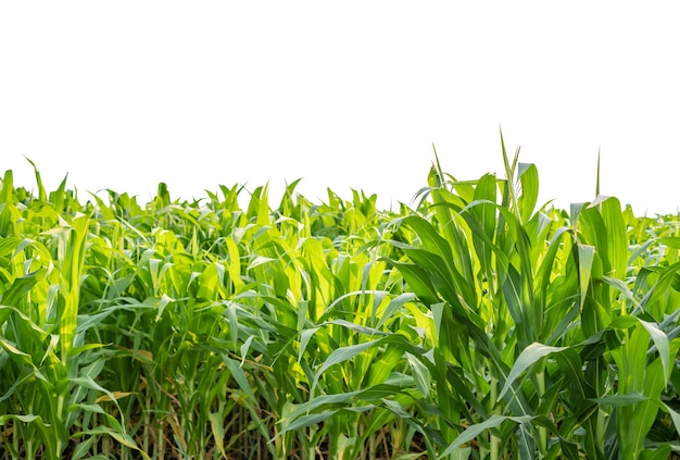 Green Corn veld geïsoleerd op witte achtergrond wit uitknippad omvatten maïs boom veld