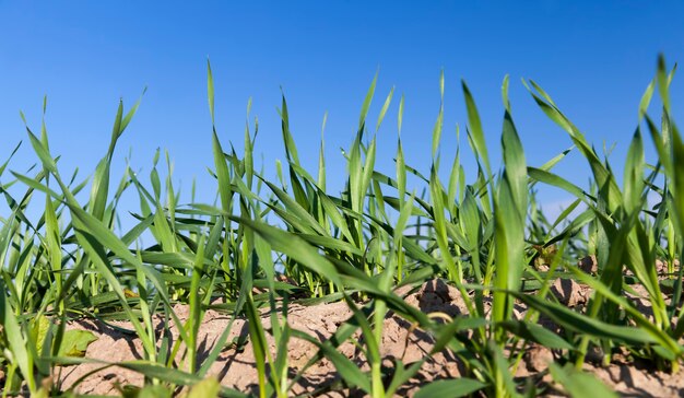   green corn  