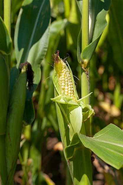 Green corn