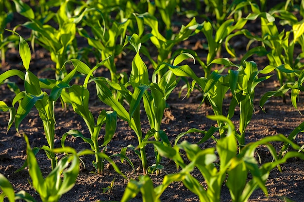 Green corn