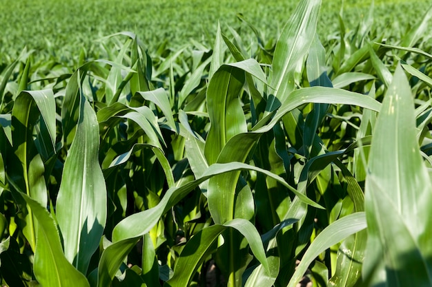 Photo green corn