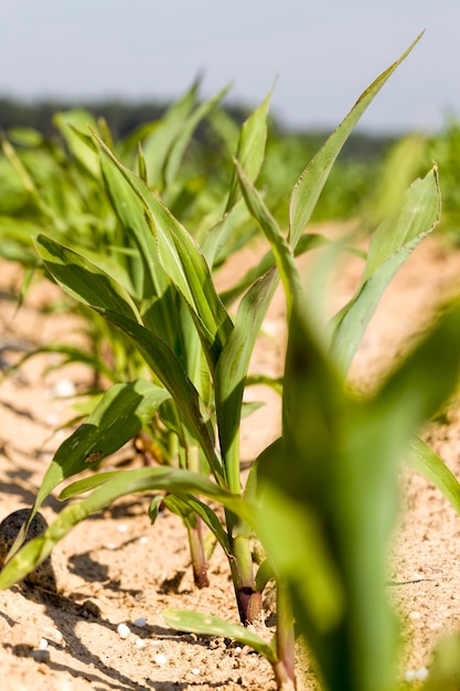 green  corn