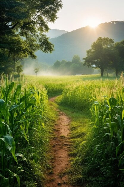 green cornfield a dirt road