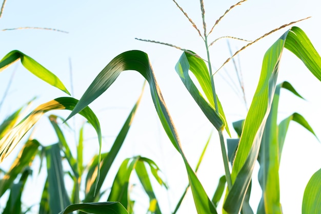 Green cornfield on a sunset close up with selective focus Agriculture organic gardening harvest or ecology concept