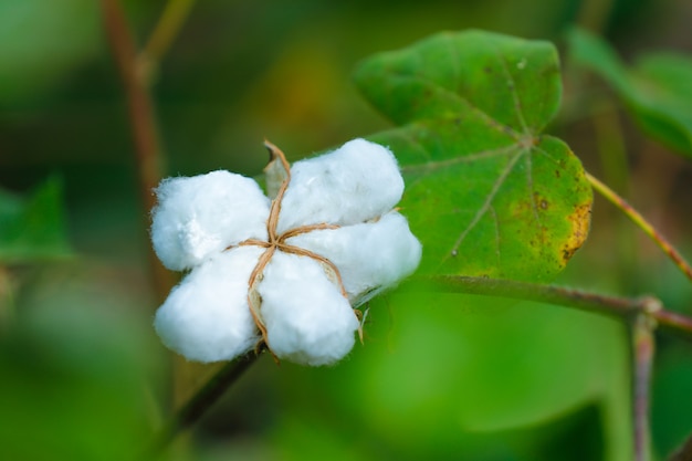 green cotton farm