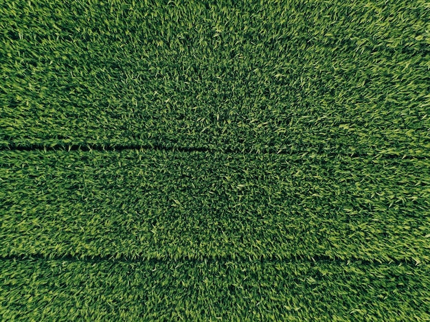 Green country field of rye with row lines top view aerial photo summer background
