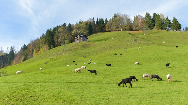 スイスの秋の緑の田舎の村の風景