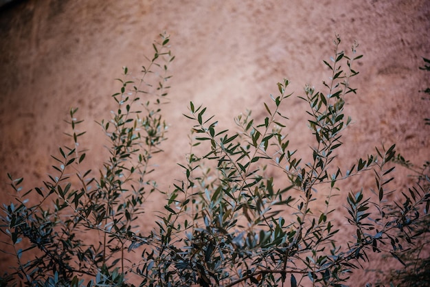 まだらの壁を登る緑のつる植物