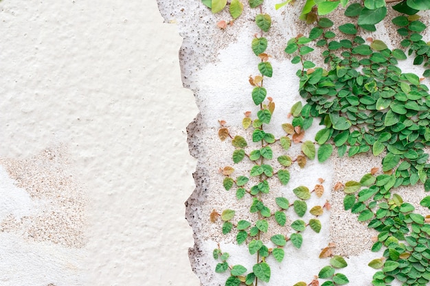 Green Creeper Plant op witte muur