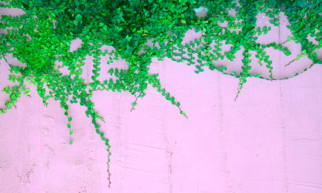 The green creeper plant on the wall