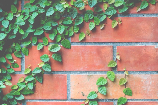 Green creeper Plant on wall