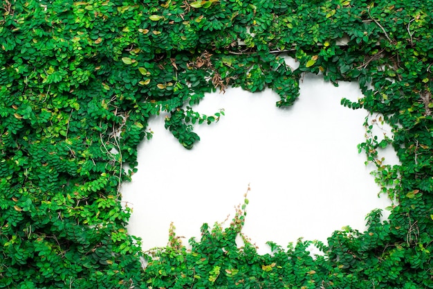 Green Creeper Plant on white wall