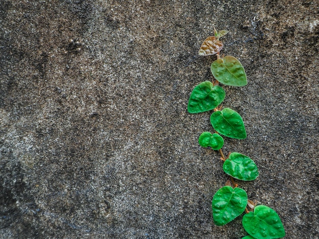 古い壁の上に緑の気泡の木の植物、古い壁の小さな木