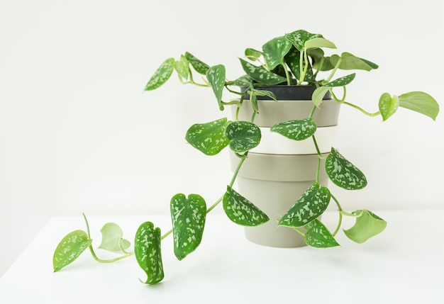 Green creeper very beautiful weaving flowerpot epipremnum\
scindapsus complementary plants