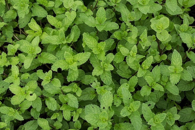 Green Creeping Charlie Pilea nummulariifolia leaf plant