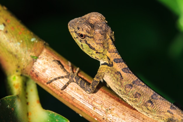 Green crested lizard, black face lizard, tree lizard 