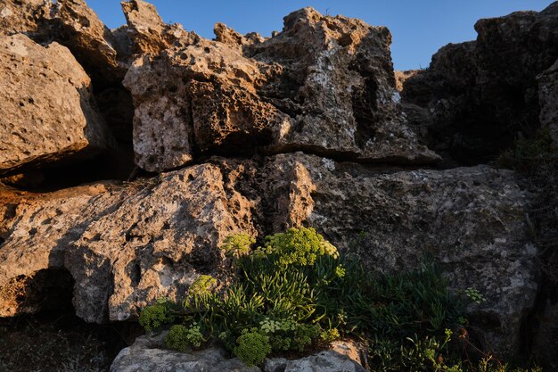 Photo green crithmum plant growing on rough rocky surface in mountains under blue sky in sunny evening in summer