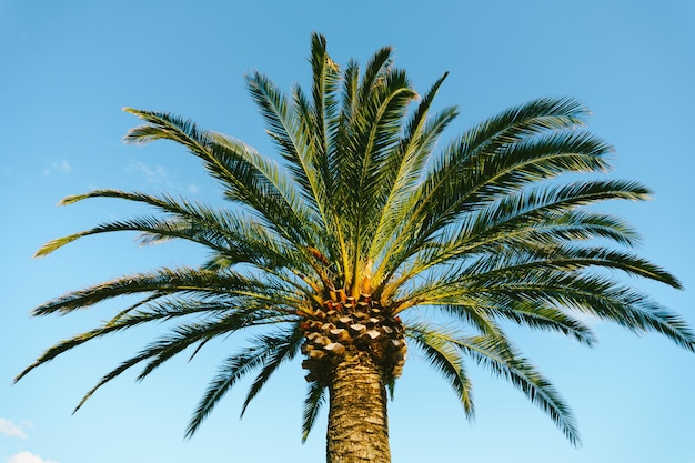 Green crown of a palm tree against the background of a bright blue sky bottom view