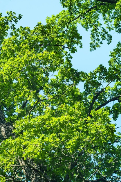 푸른 하늘에 대 한 키 큰 나무의 녹색 크라운 추상 자연 식물 배경