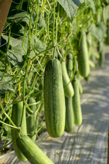 Green cucumber growing in field vegetable garden