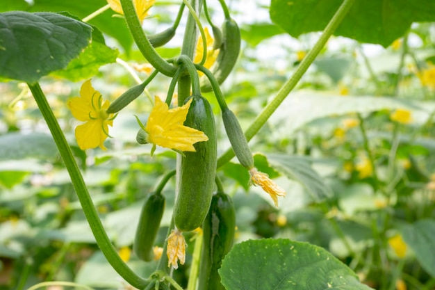 収穫のため野菜に生える緑のキュウリ。