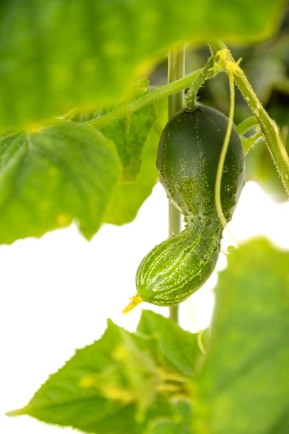 Green cucumber growung in vegetable garden