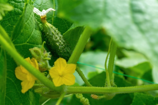 A green cucumber hangs from a cucumber whip in the garden Gardening harvesting