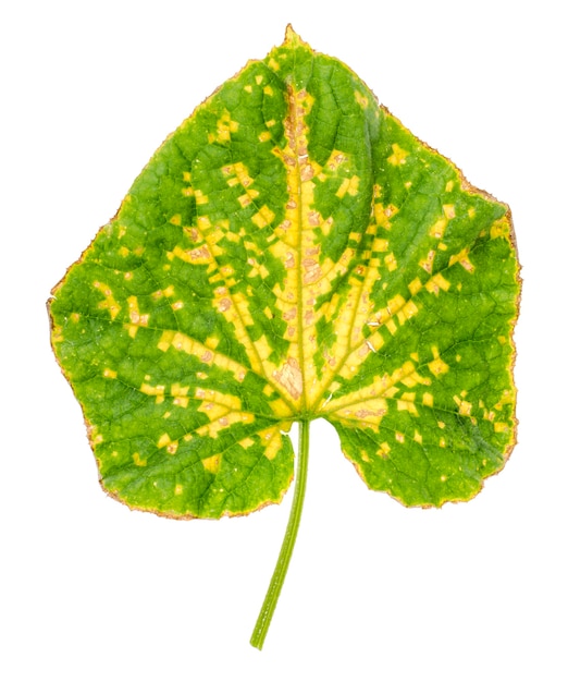 Green cucumber leaf damaged by diseases and pests. 