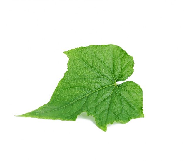 Green cucumber leaf isolated on white background, close up