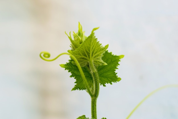 Green cucumber leaves on blurred