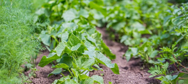 Green cucumber seedling grows from soil in garden in spring. Densely planted young cucumber plants are ready for planting and thinning.