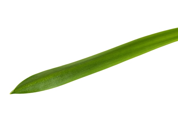 A green cucumber on a white background