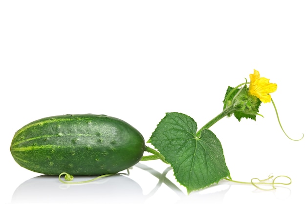 Green cucumber with leaves and flower isolated on white