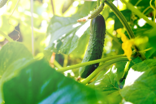 Green cucumbers on the branch weigh