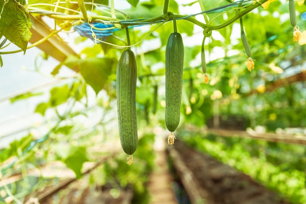 農場の温室で育つ緑のキュウリ、無農薬の健康野菜、有機製品