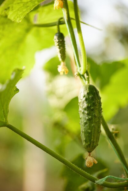 Green cucumbers vegetables hanging on on a branch