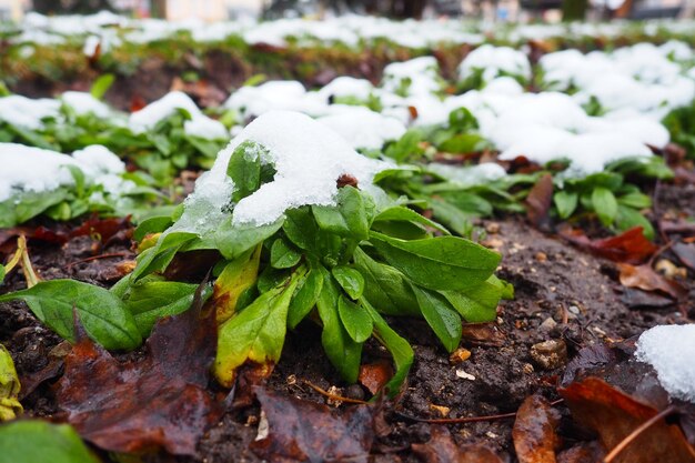 真っ白な新雪に葉をつけた緑の栽培植物 花壇の雪の吹きだまり 庭の耐霜性・耐寒性の花 初雪 都会の芝生