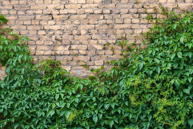 Green curly grapes on a beige brick wall