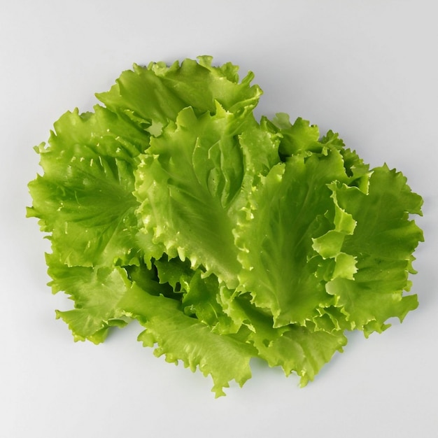 Green curly lettuce salad leaves arranged for use in the sandwich