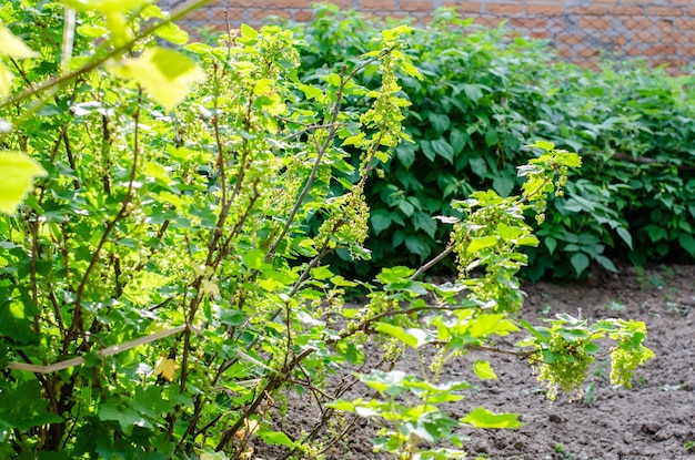 Green currant bush under sunlight