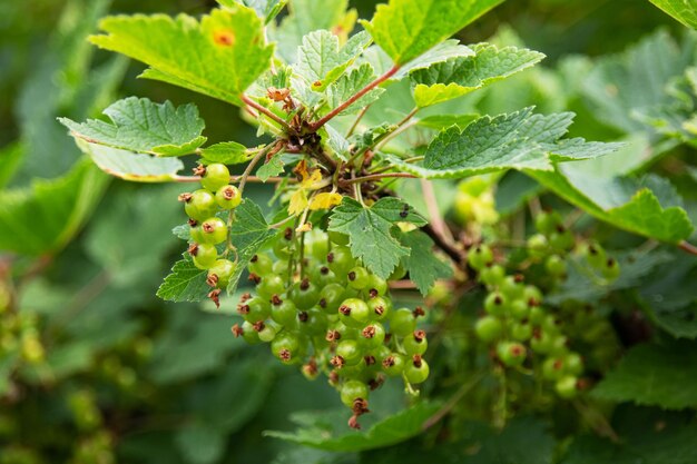 Green currants on bush branche close up