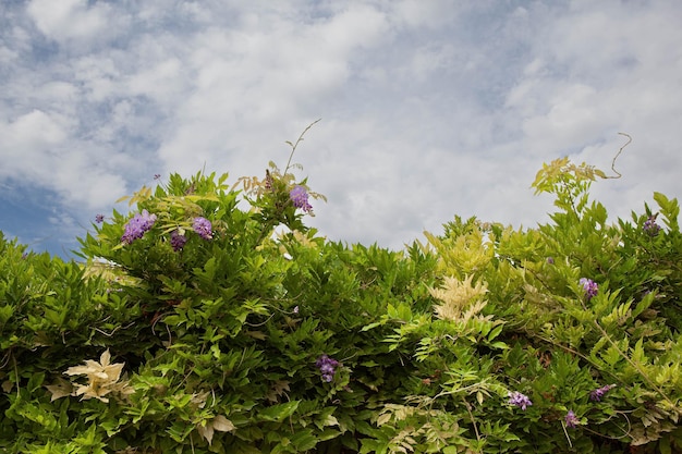 A green curtain in the garden