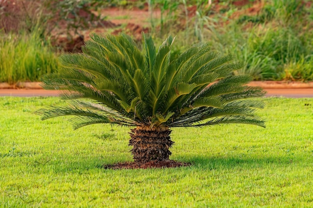 Green Cycad Plant of the Genus Cycas