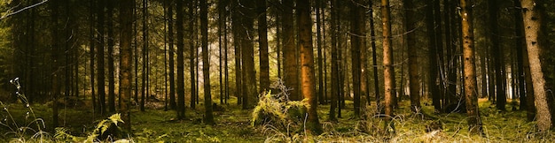 Green dark and moody forest panorama with trunks of trees covered with a moss