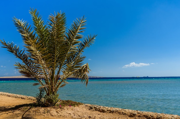 Green date palm tree against the blue sky