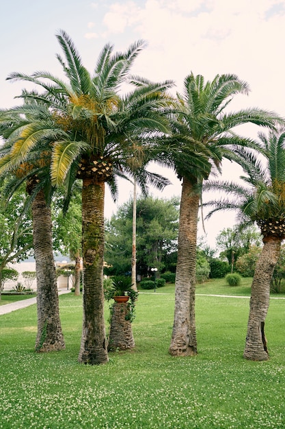 На цветущем лугу во дворе растут зеленые финиковые пальмы