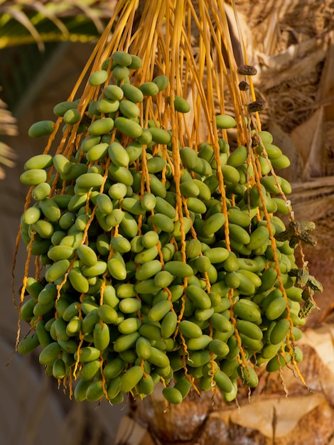 Green dates on a palm tree.