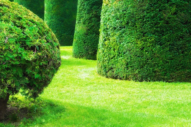 Фотография зеленые декоративные деревья в парке. красивый летний фон природы