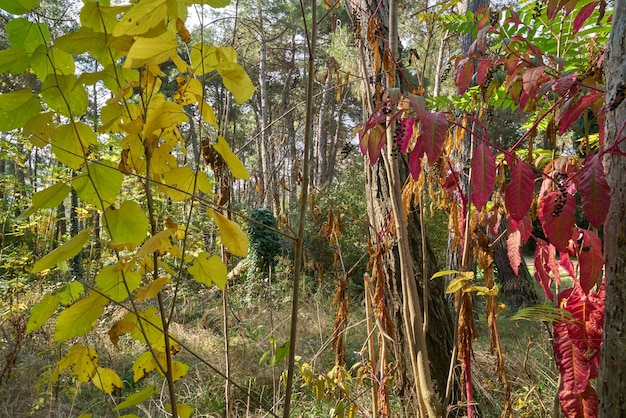 A green deep forest with partial blue sky and rays of light.